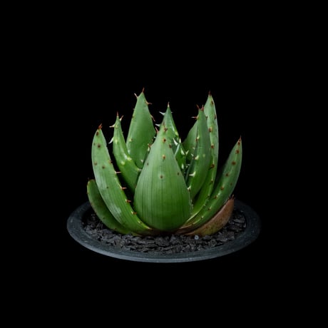 アロエ ペグレラエ / Aloe peglerae #4