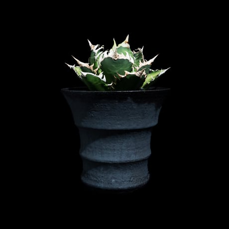 アガベ チタノタ レッド・キャットウィーズル  / Agave titanota ‘Red Catweazle’ #18