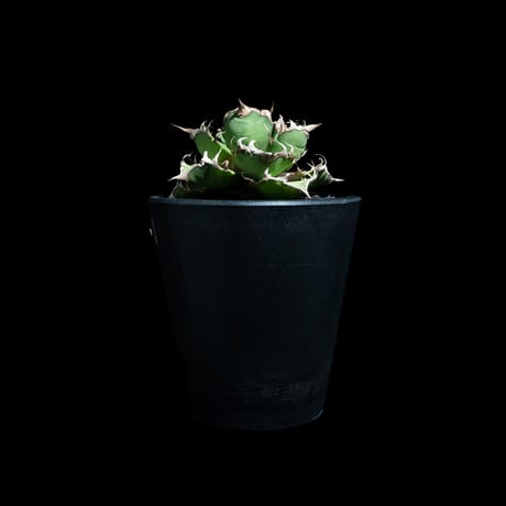 アガベ チタノタ シーザー / Agave titanota ‘Caesar’ #50