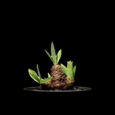 ユーフォルビア ブレビフォリア / Euphorbia brevifolia