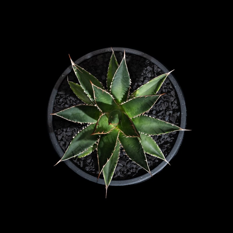 アガベ ホリダ / Agave horrida ssp. horrida #1 | Ducks アガベ ホリダ / Agave horrida ssp. horrida #1 | Ducks