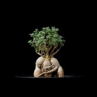 プテロディスクス スペシオーサス / Pterodiscus speciosus #1 | D