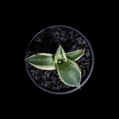 アガベ パリー トルンカータ オリザバ / Agave parryi var. truncata variegated 'Orizaba' #1