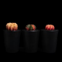 ギムノカリキウム ミハノビッチ 緋牡丹錦 / Gymnocalycium mihanovichii 'Hibotan Nishiki' #4#5#6（3set）