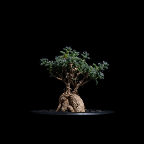 トリコディアデマ ブルボスム / Trichodiadema bulbosum #20