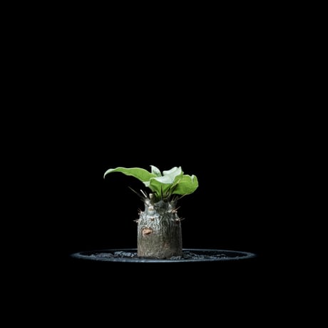 パキポディウム レアリー / Pachypodium Lealii #1