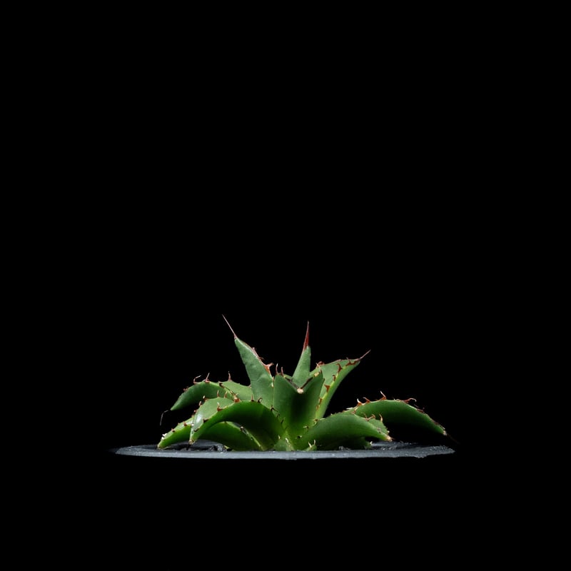 アガベホリダ極上株　Agave horrida No.AHRD019 アガベホリダ極上株 Agave horrida No.AHRD019 激レア高級品種