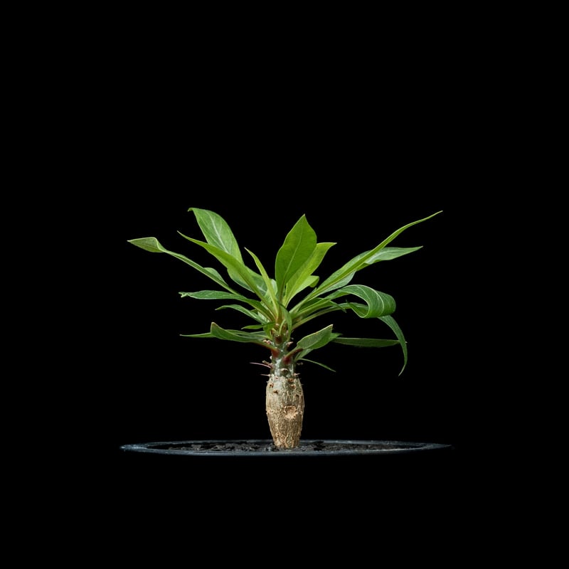 フォークイエリア プルプシー / Fouquieria purpusii #1 | Ducks