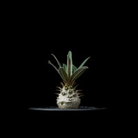 パキポディウム グラキリス / Pachypodium rosulatum var. gracilius #54