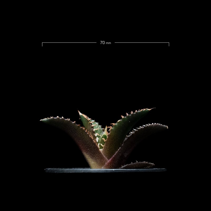アガベ チタノタ レッド・キャットウィーズル / Agave titanota