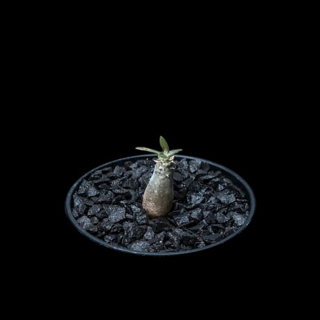 パキポディウム グラキリス / Pachypodium rosulatum var. gracilius #11