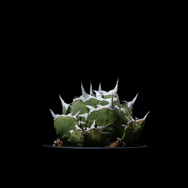 アガベ チタノタ 螃蟹 / Agave titanota 'Crab' #1 | Ducks