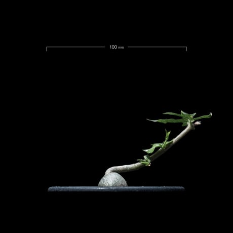 フォッケア エデュリス / Fockea edulis #3