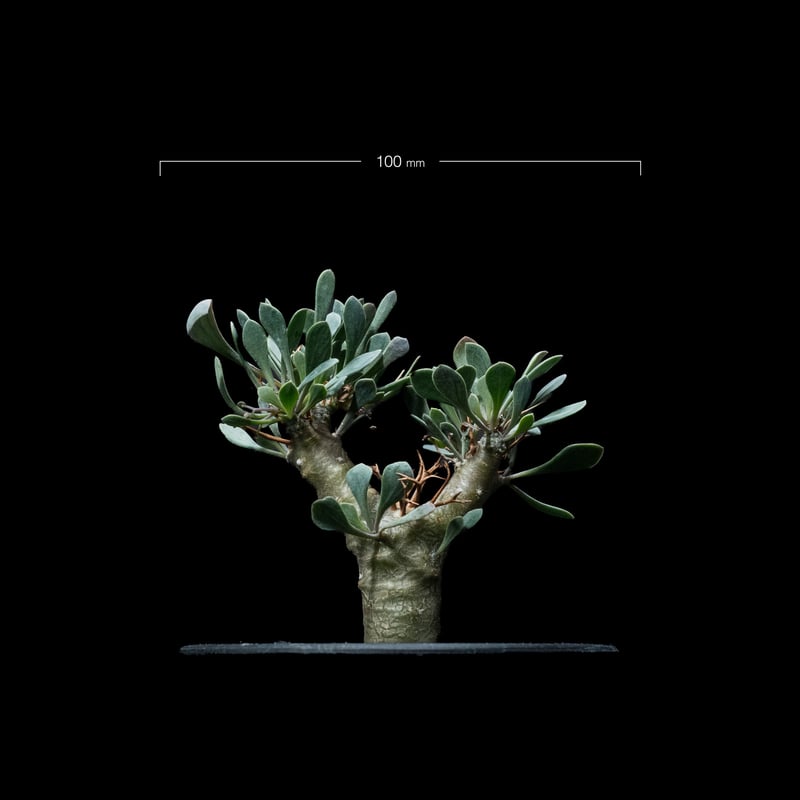 オトンナ ユーフォルビオイデス / Othonna euphorbioides #3 | Du