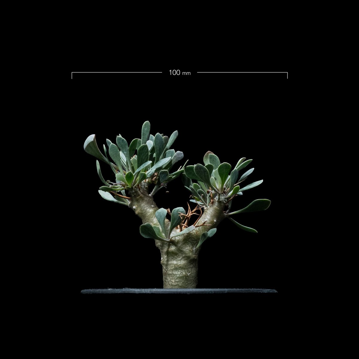 オトンナ ユーフォルビオイデス / Othonna euphorbioides #3 | Du