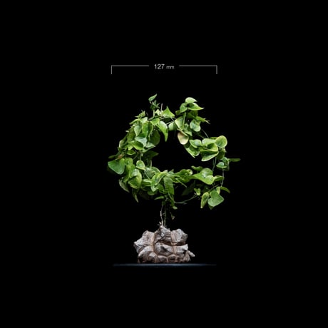 ディオスコレア 亀甲竜 / Dioscorea elephantipes #5