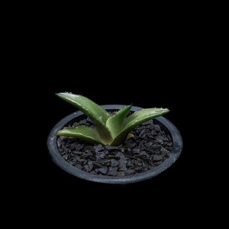 アガベ チタノタ 黒豹・ダイヤモンド / Agave titanota ‘Black Panther’ #3