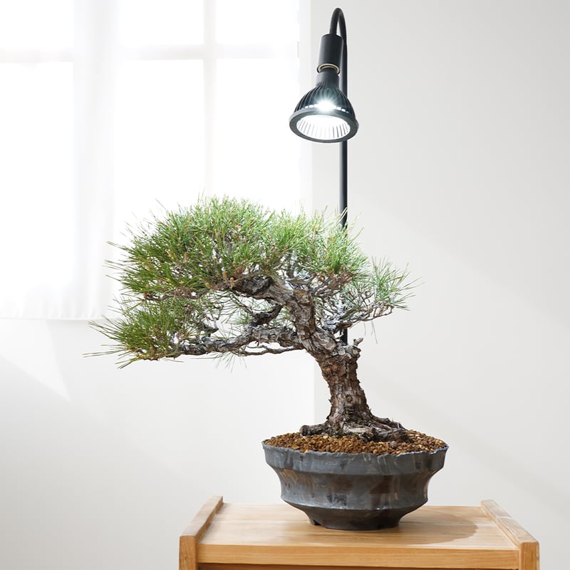 BARREL LED NEO AMATERAS 20W | Ducks ( plants. ) BARREL LED NEO AMATERAS 20W | Ducks ( plants. )