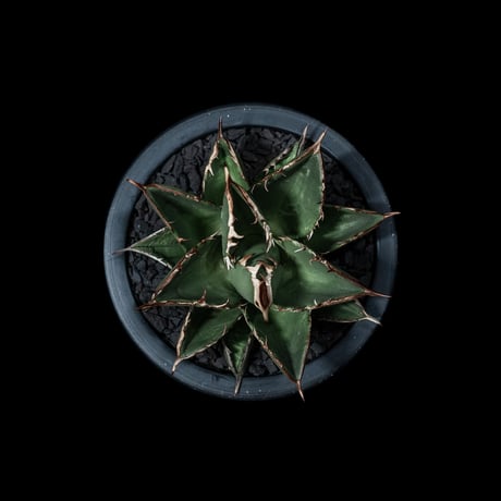 アガベ チタノタ 大島 / Agave titanota ‘Oshima’ #2