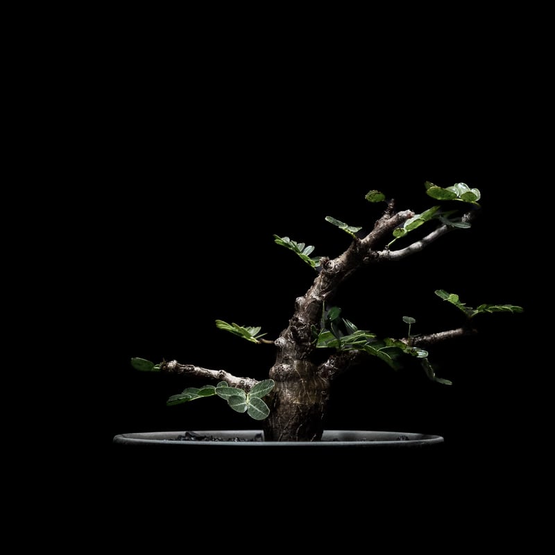 センナ・メリディオナリス ② センナ メリディオナリス2.5号 | 植物との暮らし apricot