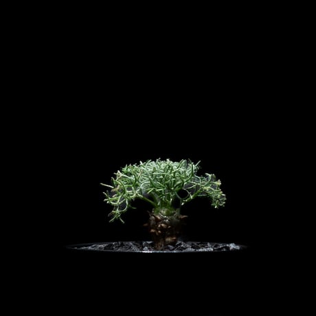 モンソニア ペニクリナム / Monsonia peniculina #3