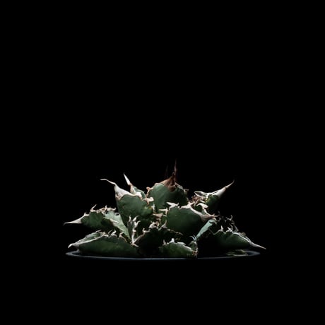 アガベ・チタノタ 夕映厳竜 / Agave titanota ‘Solar Eclipse’ #7
