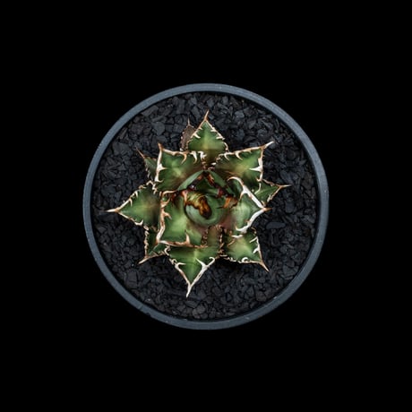アガベ チタノタ レッド・キャットウィーズル  / Agave titanota ‘Red Catweazle’ #17