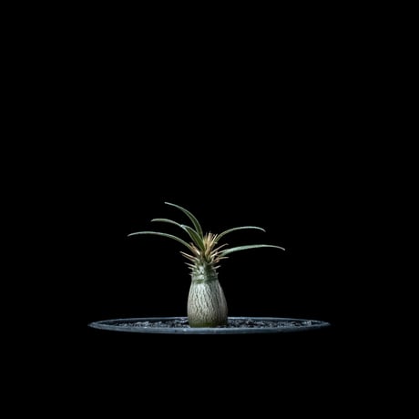 パキポディウム グラキリス / Pachypodium rosulatum var. gracilius #49