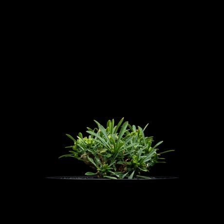 ユーフォルビア 峨眉山 / Euphorbia ‘Gabizan’ #9