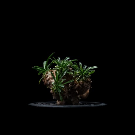 ユーフォルビア 峨眉山 / Euphorbia ‘Gabizan’  #2