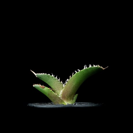 アガベ チタノタ 鯊魚劍 (カキ仔) / Agave titanota ‘Shark Sword’ #2