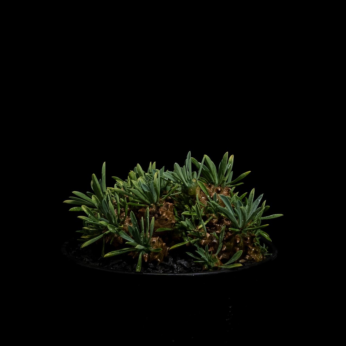 ユーフォルビア 峨眉山 / Euphorbia 'Gabizan' #10 | Ducks (