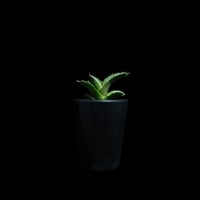 アガベ チタノタ 白犀牛 カキ仔 / Agave titanota ‘White Rhino’ #2