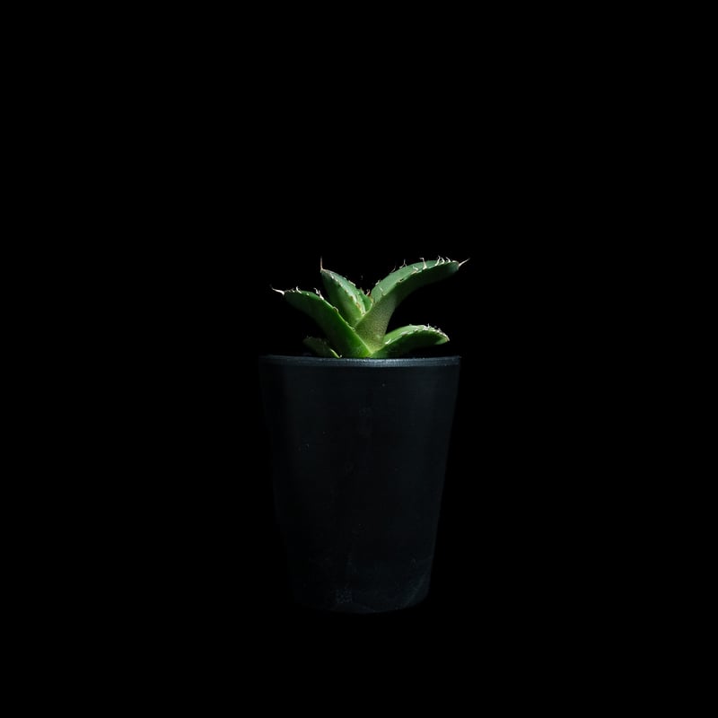 Dennis015 白犀牛　訳あり Agave Titanota Dennis015白犀牛 幅広で肉厚な葉にトップバンド