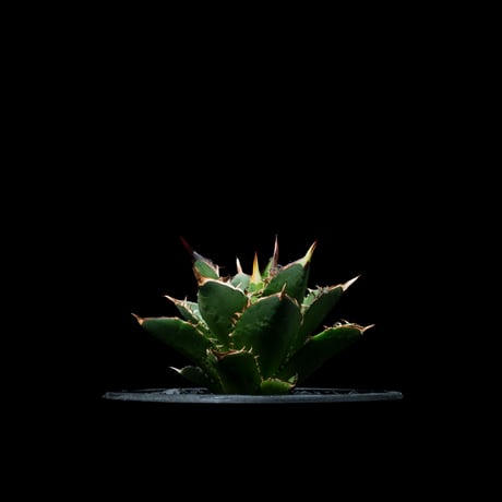 アガベ チタノタ 大島 / Agave titanota ‘Oshima’ #1