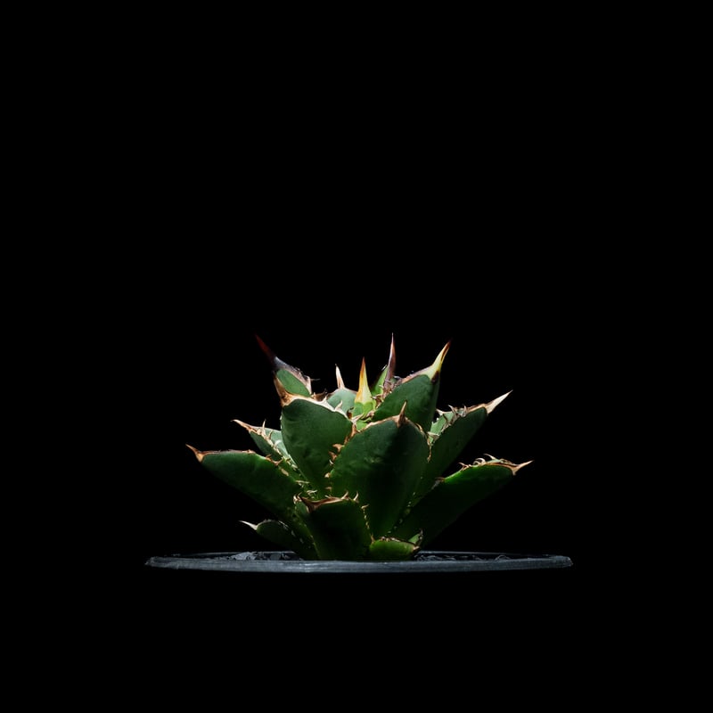 アガベ チタノタ 大島 / Agave titanota 'Oshima' #1 | Duck