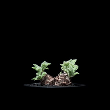 ペラルゴニウム・アッペンディクラツム ペラルゴニウム アッペンディクラツム / pelargonium appendiclatum