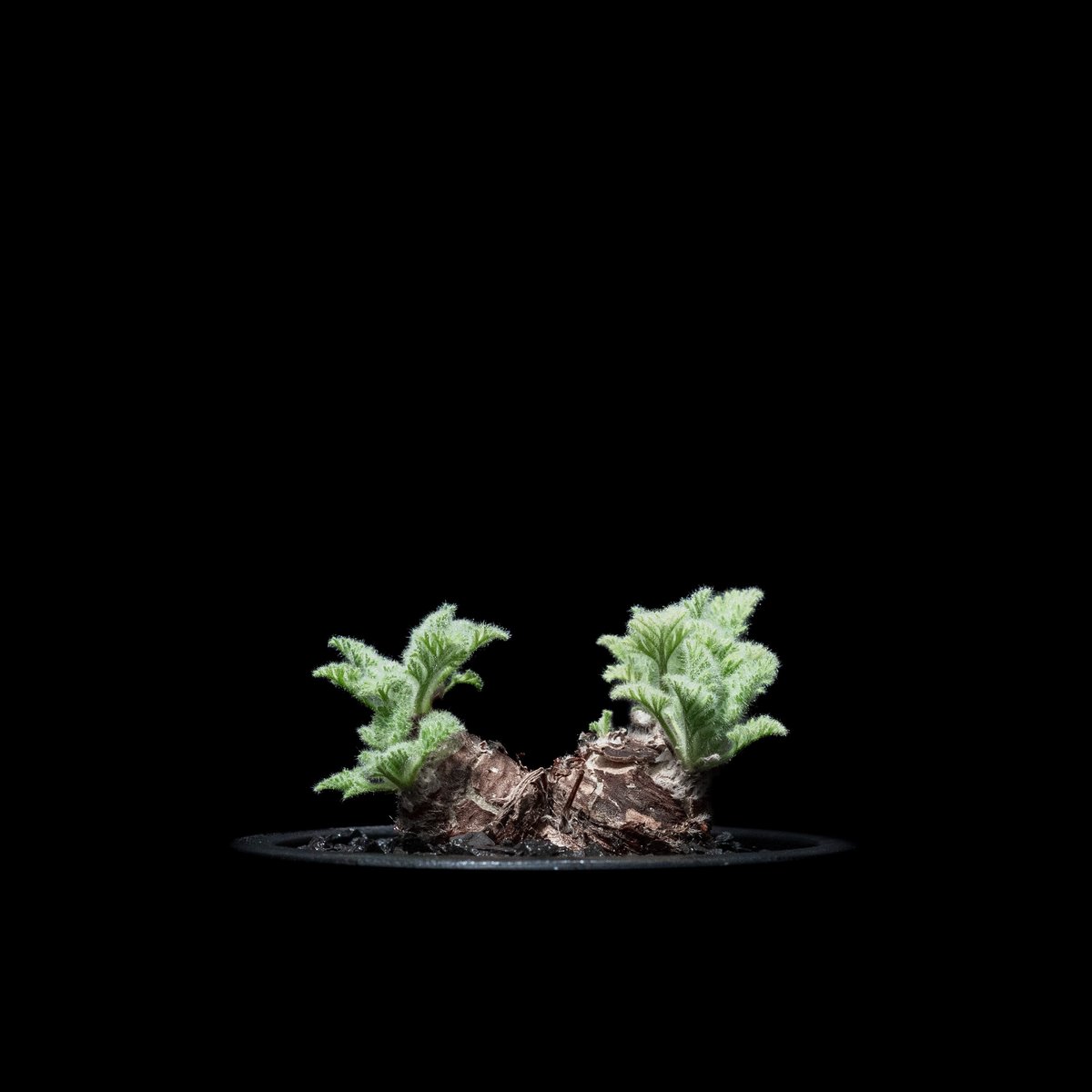 ペラルゴニウム・アッペンディクラツム ペラルゴニウム アッペンディクラツム / Pelargonium appendicul
