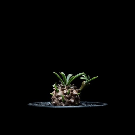ユーフォルビア 峨眉山 / Euphorbia ‘Gabizan’ #4