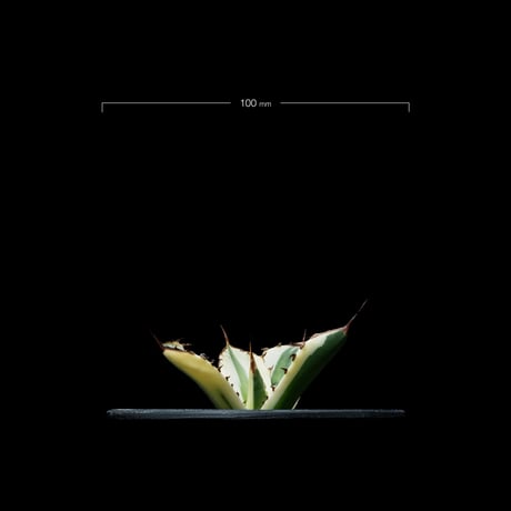 アガベ チタノタ スナグルトゥース / Agave titanota ‘Snaggle Tooth’ #2