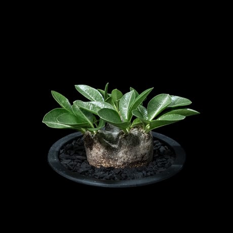 パキポディウム ブレビカウレ / Pachypodium brevicaule #6