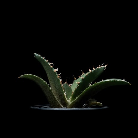 アガベ チタノタ 白鯨 / Agave titanota ‘White Whale’ #47