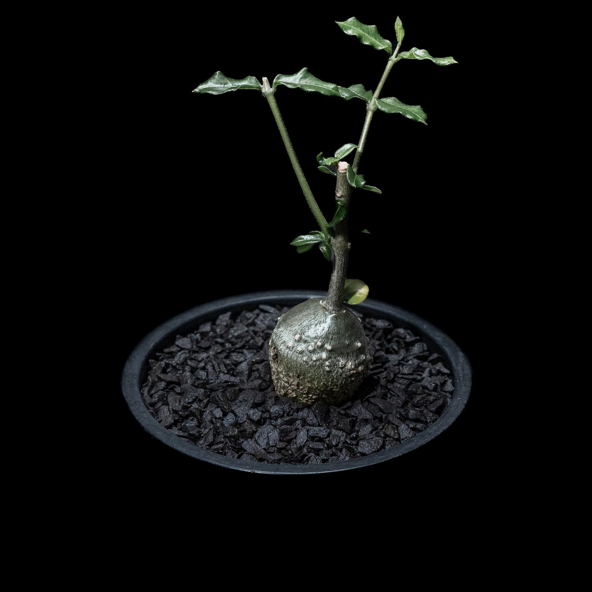 フォッケア エデュリス / Fockea edulis #1 | Ducks ( plants. )