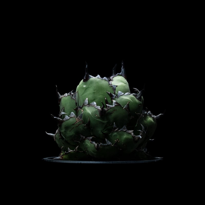 アガベ チタノタ ブラック&ブルー / Agave titanota 'Black & Blu