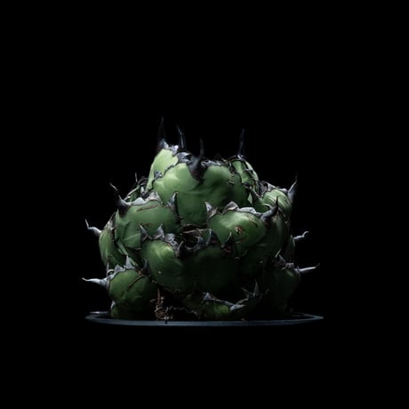 アガベ チタノタ ブラック&ブルー / Agave titanota ‘Black & Blue’ #17