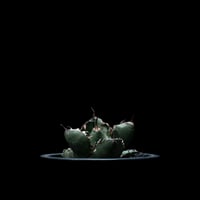 アガベ チタノタ ブラック&ブルー / Agave titanota ‘Black & Blue’ #13