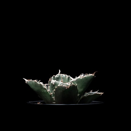 アガベ チタノタ 白鯨 / Agave titanota ‘White Whale’ #4