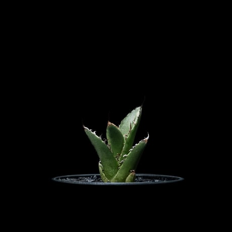 CATEGORY チタノタ 魚刺 | Ducks ( plants. )