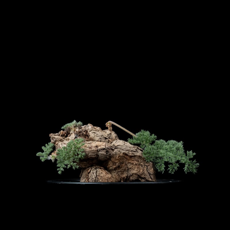 ペラルゴニウム トリステ / Pelargonium triste #4 | Ducks (