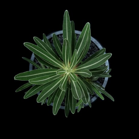パキポディウム グラキリス / Pachypodium rosulatum var. gracilius #41
